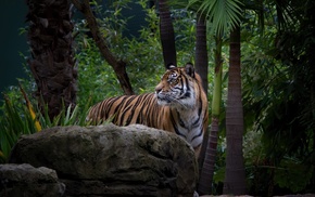 nature, animals, wildlife, tiger