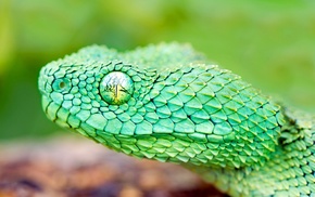 reptile, nature, snake, animals, wildlife