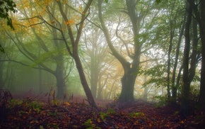leaves, mist, fall, nature, forest, trees