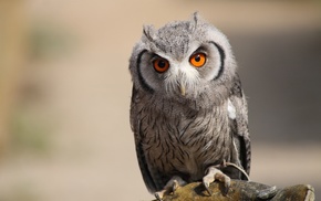 animals, owl