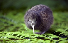 nature, kiwi animal, animals, wildlife