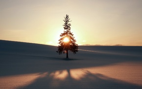 trees, Sun, nature