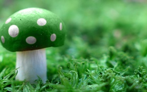 magic mushrooms, mushroom