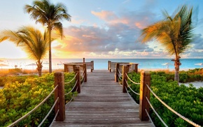 nature, palm trees, sea