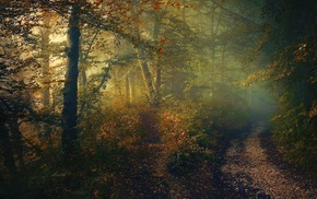 mist, forest, sunrise, path, shrubs, fall