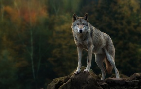 wolf, nature, animals