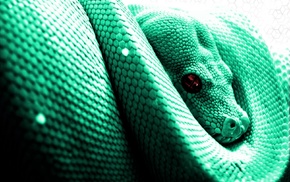 snake, python, animals