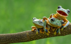 frog, amphibian, animals