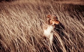 animals, dog, nature, field