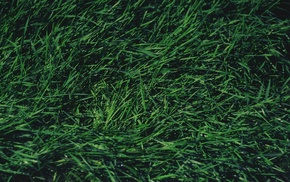 grass