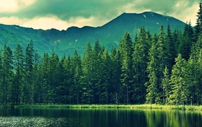 forest, lake, nature