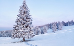 nature, trees, forest, landscape, snow