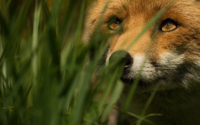 animals, grass, nature, fox