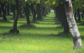 landscape, depth of field, nature