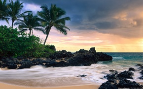 beach, palm trees, landscape, nature