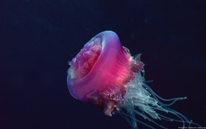 nature, jellyfish