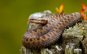 snake, reptile, animals, nature