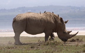 nature, animals, rhino, wildlife