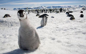 birds, nature, penguins, snow, baby animals, animals