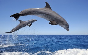 animals, dolphin, nature, wildlife