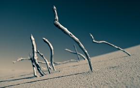 dead trees, sand, desert, depth of field, landscape