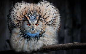 owl, animals, birds, nature