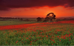 sky, sunset, landscape, flowers, nature