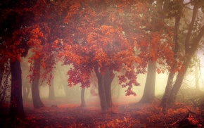 nature, leaves, forest, fall, landscape, mist