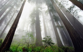mist, forest, shrubs, redwood, trees, perspective