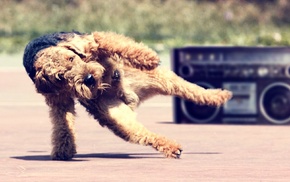 dog, music