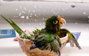 bathing, parrot