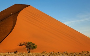 landscape, dune, animals, desert, sand