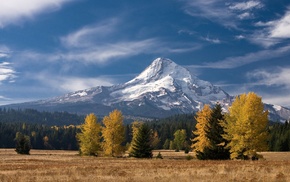 forest, mountain, landscape, nature