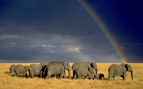 animals, elephants, savannah, wildlife, nature, landscape