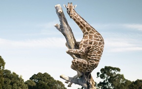 giraffes, wildlife, nature, fantasy art, humor, animals