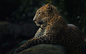 wildlife, nature, animals, jaguars