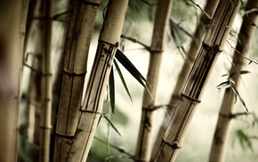 blurred, depth of field, brown, photography, bamboo