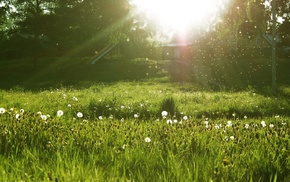 green, grass, dandelion, sunlight