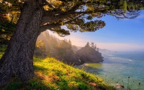 sunlight, landscape, trees, Oregon, forest, nature