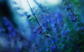 depth of field, sunlight, nature, flowers, blurred, blue flowers