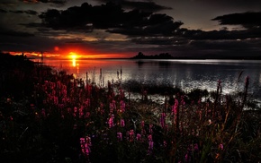 clouds, flowers, nature, sunset