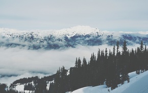 trees, winter, snow