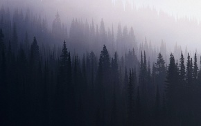 nature, forest