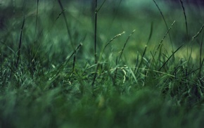 closeup, grass