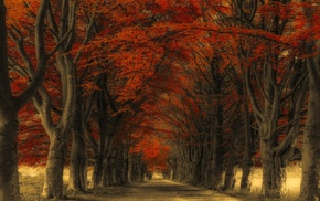 road, fall, trees, leaves, landscape, nature
