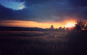 sunset, field