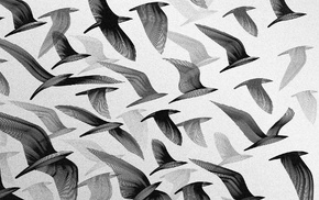 monochrome, birds