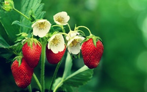 strawberries, flowers, leaves