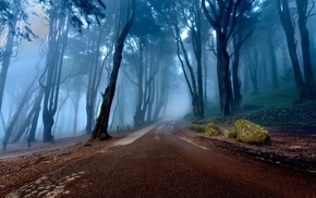 morning, mist, road, calm, nature, forest