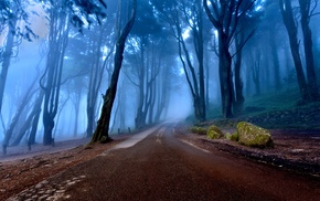 trees, forest, road